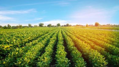 Wide field of green crops in neat rows under a bright blue sky on a sunny day.