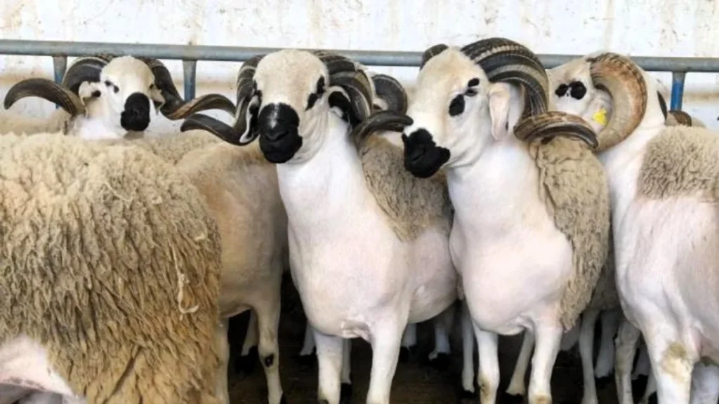Herd of white and beige sheep with large curved horns standing close together in a pen, facing the camera.