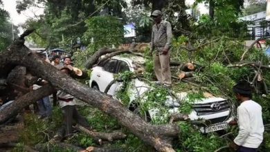 A white car is trapped by a fallen tree with several bystanders nearby assessing the damage after a storm.