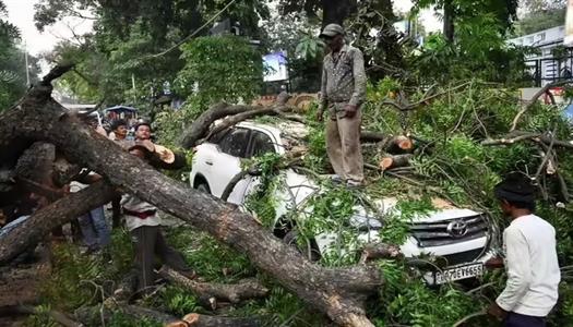 A white car is trapped by a fallen tree with several bystanders nearby assessing the damage after a storm.