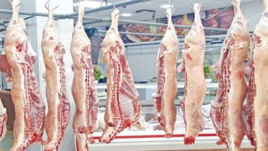 595338 | MCG24 | موقع إلكتروني مغربي شامل متجدد على مدار الساعة Rows of pig carcasses hanging from hooks in a meat processing facility, with a tiled wall and stainless workstations in the background.