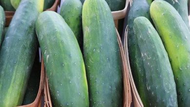 650ed21938d62-1 | MCG24 | موقع إلكتروني مغربي شامل متجدد على مدار الساعة Fresh cucumbers arranged upright in small brown market baskets.
