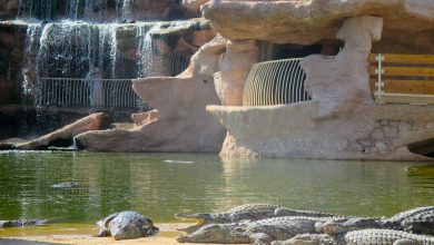 7081dbe407f36f1663afa1f5ce9f0bac | MCG24 | موقع إلكتروني مغربي شامل متجدد على مدار الساعة Crocodiles bask on a sandy bank of a rock-style zoo enclosure near a waterfall and a large curved pipe opening.
