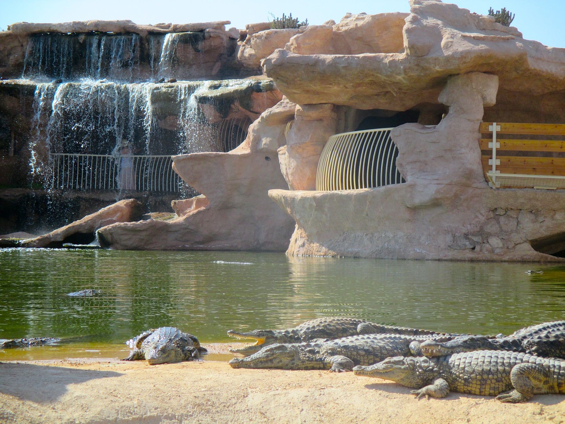 Crocodiles bask on a sandy bank of a rock-style zoo enclosure near a waterfall and a large curved pipe opening.