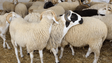 Herd of woolly sheep in a pen on straw, some with curved horns.