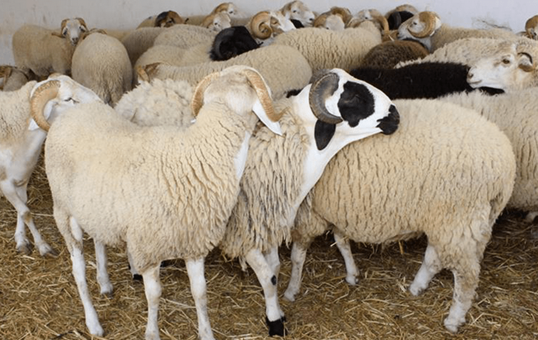 97_5 | MCG24 | موقع إلكتروني مغربي شامل متجدد على مدار الساعة Herd of woolly sheep in a pen on straw, some with curved horns.