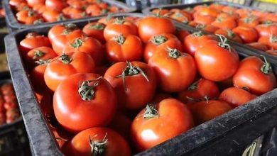 Capture-decran-2025-11-20-110025 | MCG24 | موقع إلكتروني مغربي شامل متجدد على مدار الساعة Red tomatoes piled in black crates at a market, ready for sale.
