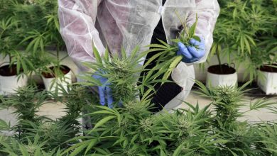 Scientist in a white protective suit and blue gloves trimming cannabis buds in a greenhouse setup