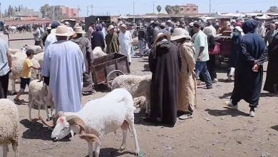 Crowded open-air livestock market with people and white sheep; vendors and carts in the dusty scene.
