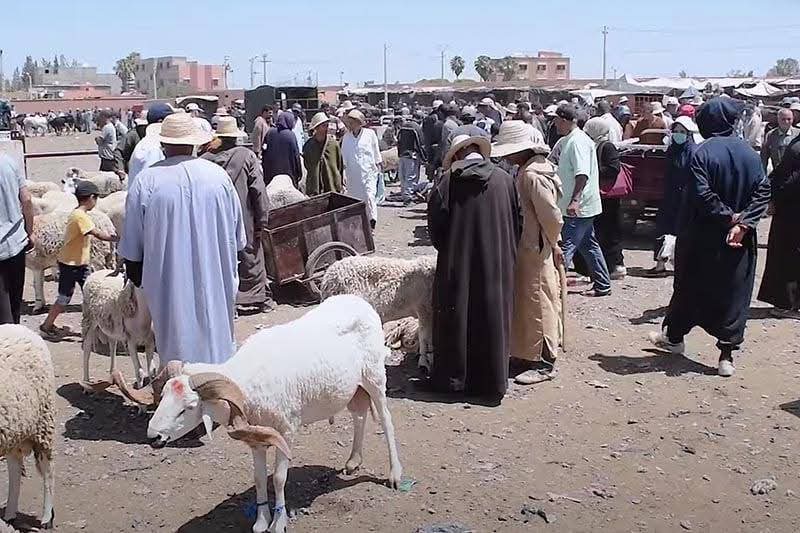 Crowded open-air livestock market with people and white sheep; vendors and carts in the dusty scene.