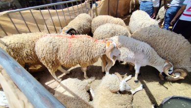 Group of thick-fleeced sheep packed into a metal-bounded pen at a market or fair, with people nearby.