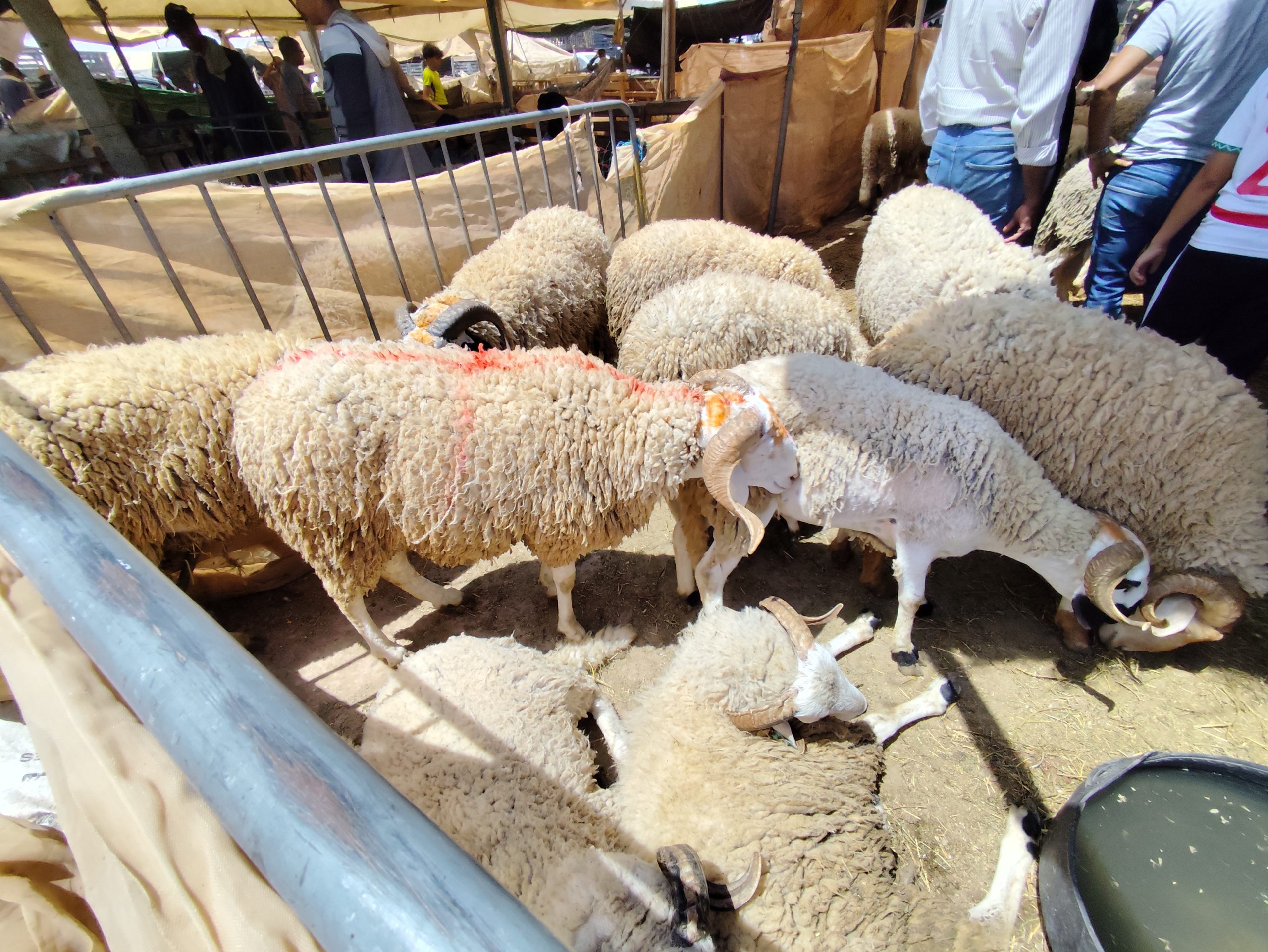 IMG_20260523_121626 | MCG24 | موقع إلكتروني مغربي شامل متجدد على مدار الساعة Group of thick-fleeced sheep packed into a metal-bounded pen at a market or fair, with people nearby.