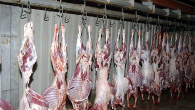 Rows of carcasses hanging by hooks in a slaughterhouse cooler or processing room.