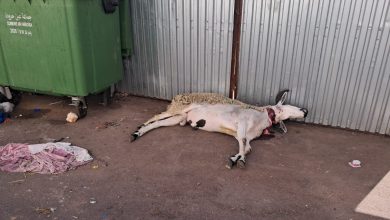 SAVE_20260527_115855 | MCG24 | موقع إلكتروني مغربي شامل متجدد على مدار الساعة Dead cow lying on the ground beside a green dumpster and a corrugated metal wall, with blood near its neck.
