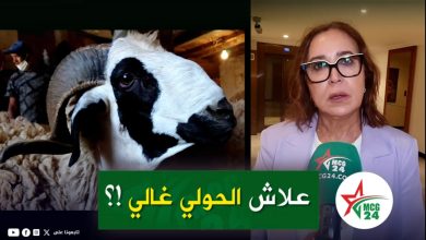 Split-screen: left shows a close-up of a sheep in a barn; right shows a woman journalist with glasses speaking into a green microphone with a news logo.