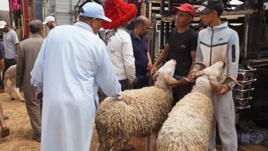 WhatsApp Image 2026-05-22 at 201609 | MCG24 | موقع إلكتروني مغربي شامل متجدد على مدار الساعة Group of men at a livestock market inspecting woolly sheep near a truck.