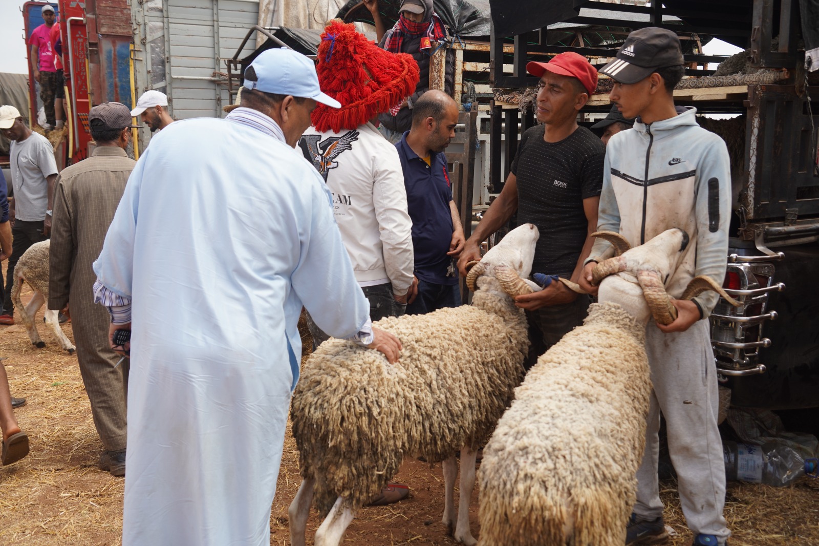Group of men at a livestock market inspecting woolly sheep near a truck.