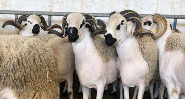 Group of white sheep with large curved horns crowded in a pen, facing the camera.