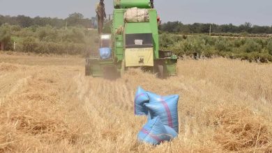 ble-1 | MCG24 | موقع إلكتروني مغربي شامل متجدد على مدار الساعة Green combine harvester working in a dry wheat field, with large blue grain bags in the foreground.