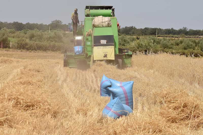 Green combine harvester working in a dry wheat field, with large blue grain bags in the foreground.