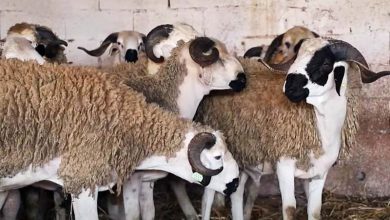 Group of woolly sheep with curved horns standing close together inside a barn or pen with straw on the ground.