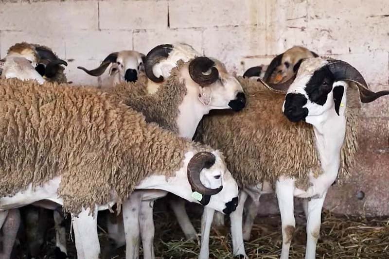 Group of woolly sheep with curved horns standing close together inside a barn or pen with straw on the ground.