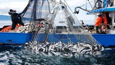 Fishermen on a blue fishing boat lift a large net filled with white fish from the water, with open sea in the background — action scene at sea.