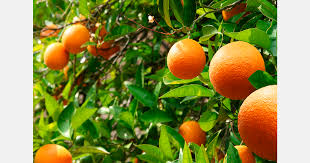 Ripe oranges hanging on a lush orange tree with green leaves.