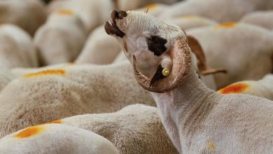 Ram with large curled horns among a flock of white sheep in a farm setting.