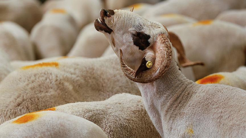 Ram with large curled horns among a flock of white sheep in a farm setting.