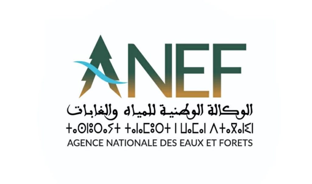 vis_0210202521095106 | MCG24 | موقع إلكتروني مغربي شامل متجدد على مدار الساعة Logo of ANEF: stylized A formed as a green tree with a blue arc, followed by the letters ANEF and Arabic text; below, French 'Agence Nationale des Eaux et Forêts'.