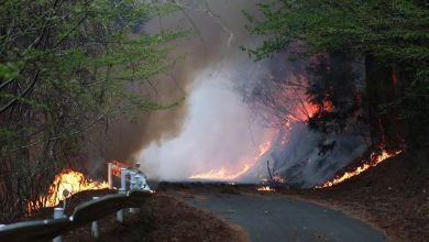 Wildfire along a winding road with bright flames and thick smoke rising into the trees, guardrail on the left.