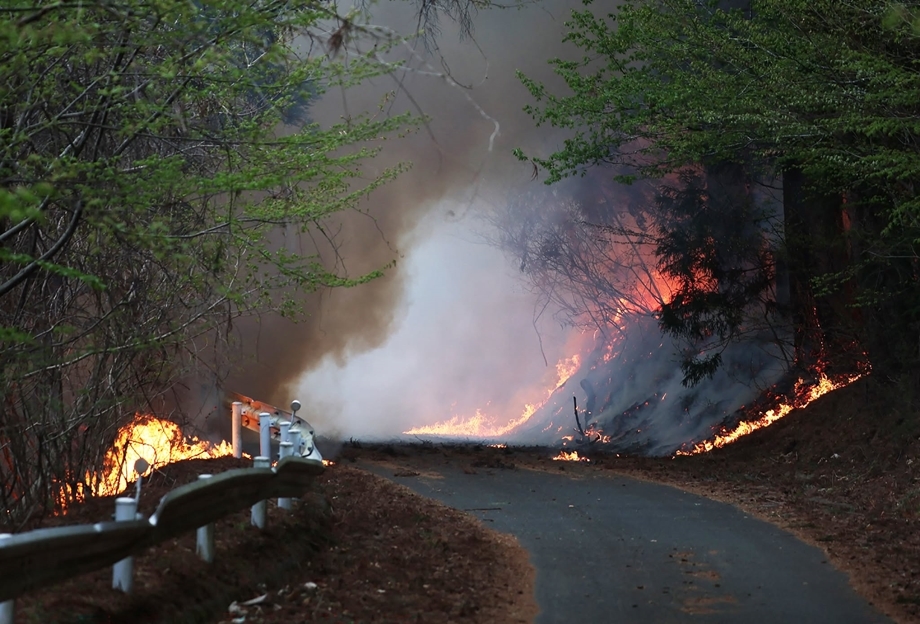 Wildfire along a winding road with bright flames and thick smoke rising into the trees, guardrail on the left.