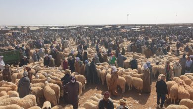 Bustling sheep market with hundreds of people among woolly sheep and tents in the background, desert setting.