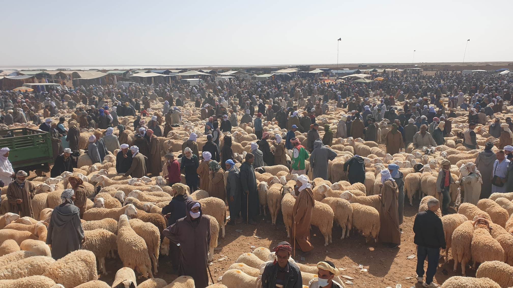 Bustling sheep market with hundreds of people among woolly sheep and tents in the background, desert setting.