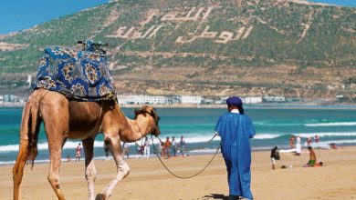 Camel with blue patterned blanket being led by a man in a blue robes along a sunny sandy beach, turquoise sea in the background.