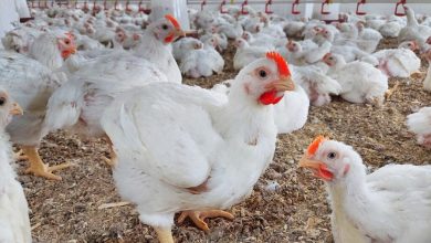 IMG-20250823-WA0005 | MCG24 | موقع إلكتروني مغربي شامل متجدد على مدار الساعة Crowd of white chickens with orange combs in a poultry barn, standing on a dirt floor with scattered straw pieces in view