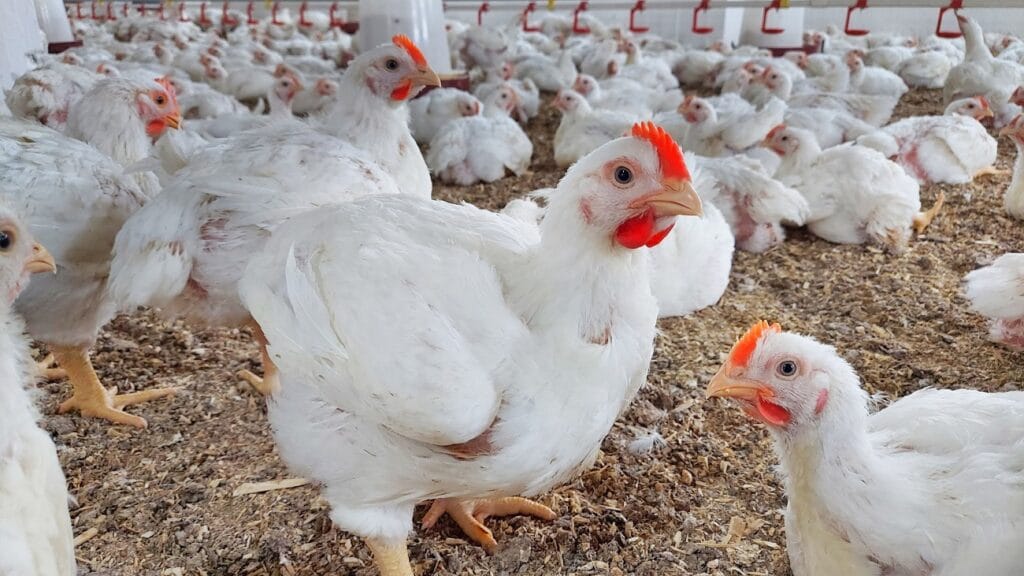 IMG-20250823-WA0005 | MCG24 | موقع إلكتروني مغربي شامل متجدد على مدار الساعة Crowd of white chickens with orange combs in a poultry barn, standing on a dirt floor with scattered straw pieces in view