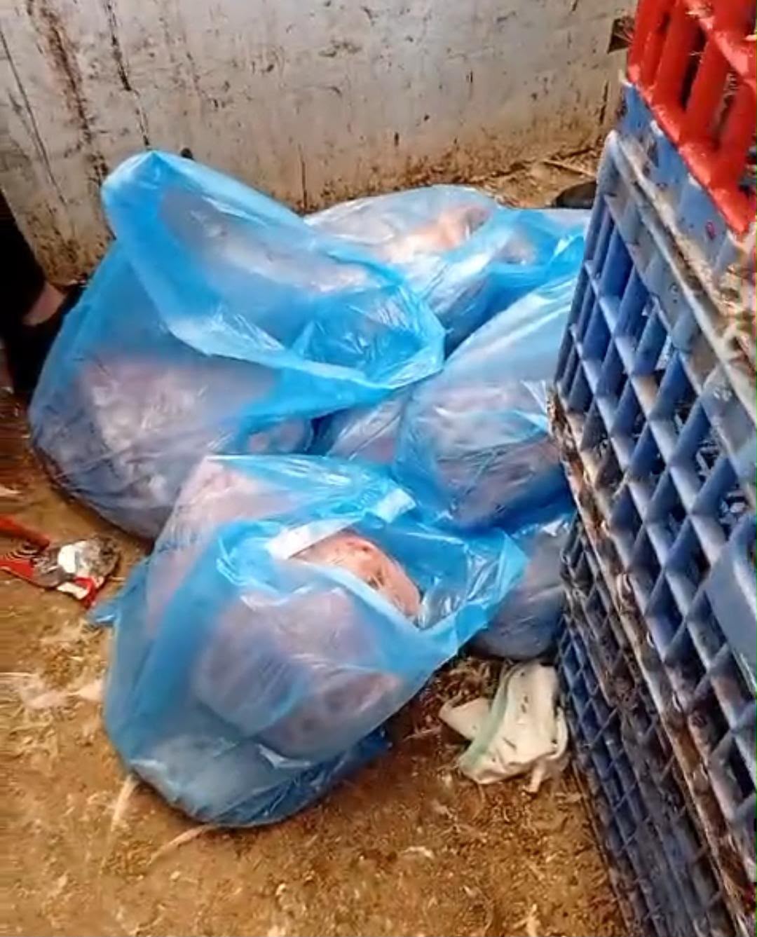 Blue plastic trash bags filled with garbage piled in a dirty alley beside a metal rack/pallets.