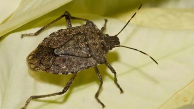 Close-up of a brown speckled shield-shaped bug with long antennae resting on a pale leaf.