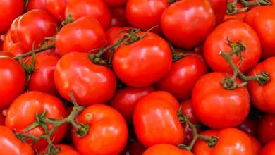Pile of ripe red cherry tomatoes with green stems in a home-grown display