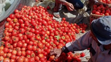 Farm worker sorting ripe red tomatoes on a tarp during harvest.