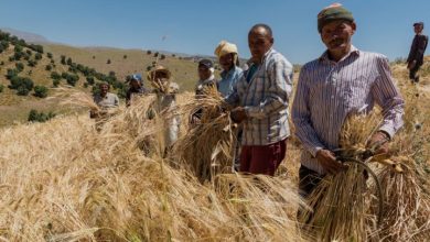 Group of farmers harvesting golden wheat in a sunlit field with blue sky; they hold sheaves and tools, wearing hats and plaid shirts.
