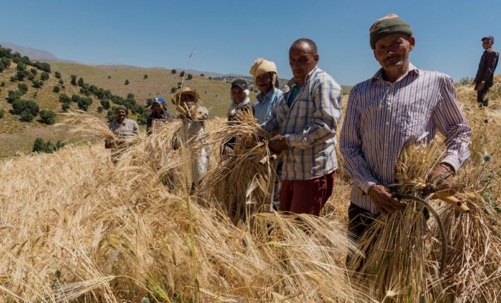 WhatsApp-Image-2026-06-02-at-134950 | MCG24 | موقع إلكتروني مغربي شامل متجدد على مدار الساعة Group of farmers harvesting golden wheat in a sunlit field with blue sky; they hold sheaves and tools, wearing hats and plaid shirts.