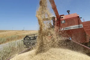 Red Massey Ferguson combine harvester unloading harvested grain into a heap in a dry field.