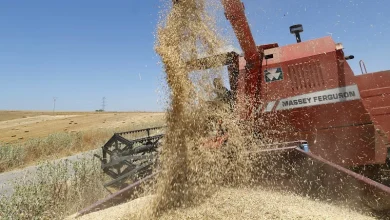 ble | MCG24 | موقع إلكتروني مغربي شامل متجدد على مدار الساعة Red Massey Ferguson combine harvester unloading harvested grain into a heap in a dry field.