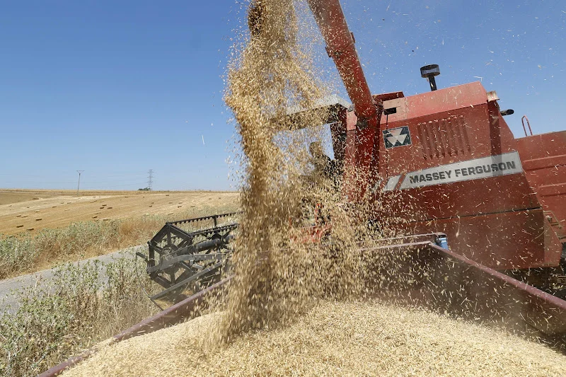 ble | MCG24 | موقع إلكتروني مغربي شامل متجدد على مدار الساعة Red Massey Ferguson combine harvester unloading harvested grain into a heap in a dry field.