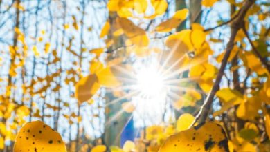 chaleur-climat | MCG24 | موقع إلكتروني مغربي شامل متجدد على مدار الساعة Sunlight filters through bright yellow autumn leaves in a forest, creating a lens flare effect.