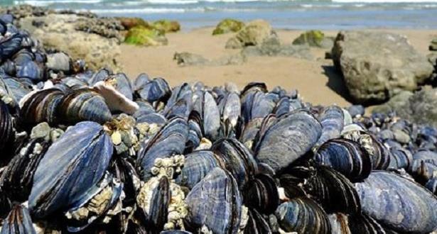 coquillage_map_031116 | MCG24 | موقع إلكتروني مغربي شامل متجدد على مدار الساعة Cluster of dark blue mussels piled on a rocky beach with sand and the ocean in the background.