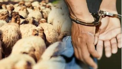 Sheep herd filling the left side while a pair of hands in handcuffs appears on the right, suggesting a link between animals and captivity.